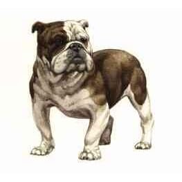 7.5cm x 5cm Acrylic Fridge Magnet-Bulldog5