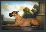 12 X 18 Stretched Canvas Poster Recumbent Great Dane