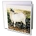 Farm Animals - Pygmy Goat - Greeting Cards-12 Greeting Cards with envelopes