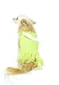 Sexy Tinkerbell Fairy Sprite Pixie Pet Dog/Cat Halloween Costume by Leg avenue