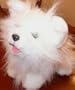 Furreal Friends SMOOCHIE PUP White Puppy Dog
