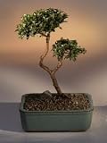 Brush Cherry Bonsai Tree - 