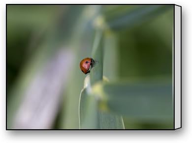 Funnyone Custom Modern Wall Art Decoration for Home A Lady Bug S Home Canvas Prints