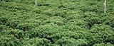 Juniper Procumbens Nana ~Bonsai Starter Plant~