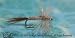 Mayfly Pale Morning Dun Dry Fly #14 Fly Fishing Trout Flies