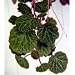 Strawberry Begonia Plant - 4" Pot - Saxifraga
