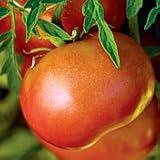 Organic Silvery Fir Tree Tomato Plant - ORDER NOW ! - B001M1X72O