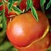 Organic Silvery Fir Tree Slicing Tomato 50 Seeds