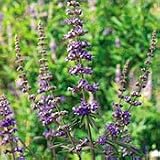 Organic Chaste Tree Seeds - Vitex