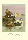 12 X 18 Stretched Canvas Poster Eider and King Eider Ducks