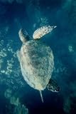 30 x 20 Stretched Canvas Poster Green Turtle