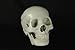 Halloween Budget Life-Size Human Skull - Fourth Quality (Item # CS204)
