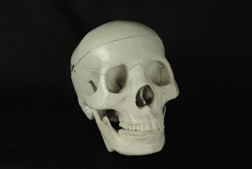 Halloween Budget Life-Size Human Skull - Fourth Quality (Item # CS204)