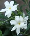 Jasmine Sambac - Maid of Orleans Plant