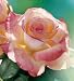 Elegant Lady Hybrid Tea Rose