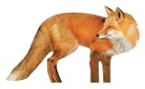 Tools & Hardware : FOX Decoy Replica, Goose and Critter Repeller by BirdX