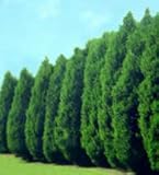 IMAGE OF Thuja Green Giant Arborvitae ~Fast Growing Trees~