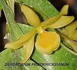 Dendrobium friedericksianum 887S