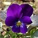 Johnny Jump-Up (Viola tricolor) - Jumbo Wildflower Seed Packet