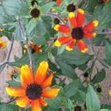 Red Sport (Rudbeckia triloba variation) - Jumbo Wildflower Seed Packet
