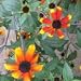 Rudbeckia triloba variation (Red Sport) - Bulk Wildflower Seeds