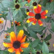 Red Sport (Rudbeckia triloba variation) - Jumbo Wildflower Seed Packet