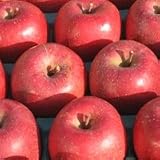 奥州市江刺産 減農薬減化学肥料りんご サンふじ 5kg (訳あり)