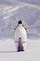 Poster Penguin & Chick - Rolled