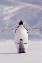 Penguin and Chick Poster (#117)