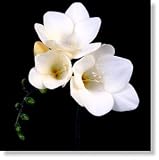 Matterhorn White Freesia -10 Bulbs - Fragrant Blooms!