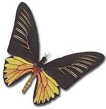 Aliforms Moving Yellow Birdwing Butterfly