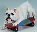 White English Bulldog on Skateboard Statue