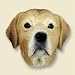 Yellow Lab Head for Conversation Concepts Doogies