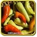 'Sweet Banana' - Sweet Pepper Seeds - Jumbo Seed Packet (50)