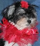 14 Ribbon Dog Collars, 1 Rainbow and 1 Red with 4 Hair Clips