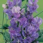 Outdoor Living : Sweet Pea Noel Sutton Seeds (1 Pkt - 25 seeds)