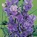 Sweet Pea Noel Sutton Seeds (1 Pkt - 25 seeds)
