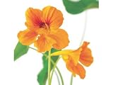 Kitchen & Housewares : Greeting Card Midi - Nasturtiums