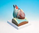 Heart Model; 3 Times Life-Size; Opens to Show Valves, Blood Vessels, Musculature