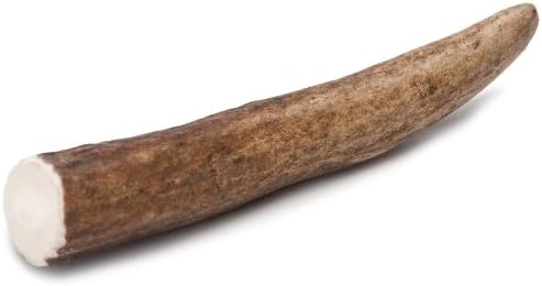 Chasing Our Tails Moose Rack Snack, 100-Percent Naturally Shed Moose Antler Chew, Small, 4-6-Inch