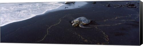 Hawksbill Turtle (Eretmochelys Imbricata) on the beach, Punaluu Beach, Canvas Art Size 27.5 X 9