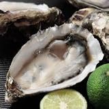 SHUEI 生食用・殻付き牡蠣(ハーフシェルオイスター)12個セット