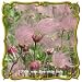 Prairie Smoke (Geum triflorum) Jumbo Wildflower Seed Packet (100)