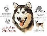Alaskan Malamute Adult T-Shirt