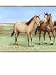 Horse Farm Field Wallpaper Wall Border- Light Edge