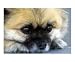Dog Day of Summer Animals Photographic Poster Print by Maureen Haynes-Adams, 24x20