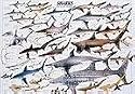 SciEd Sharks Poster