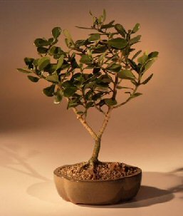 Flowering Tropical Dwarf Apple Bonsai Tree<br><i>(clusia rosea 'nana')</i>