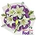 Lilies - Yankee Doodle