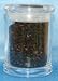 Tazmanian Pepper - Whole Peppercorns